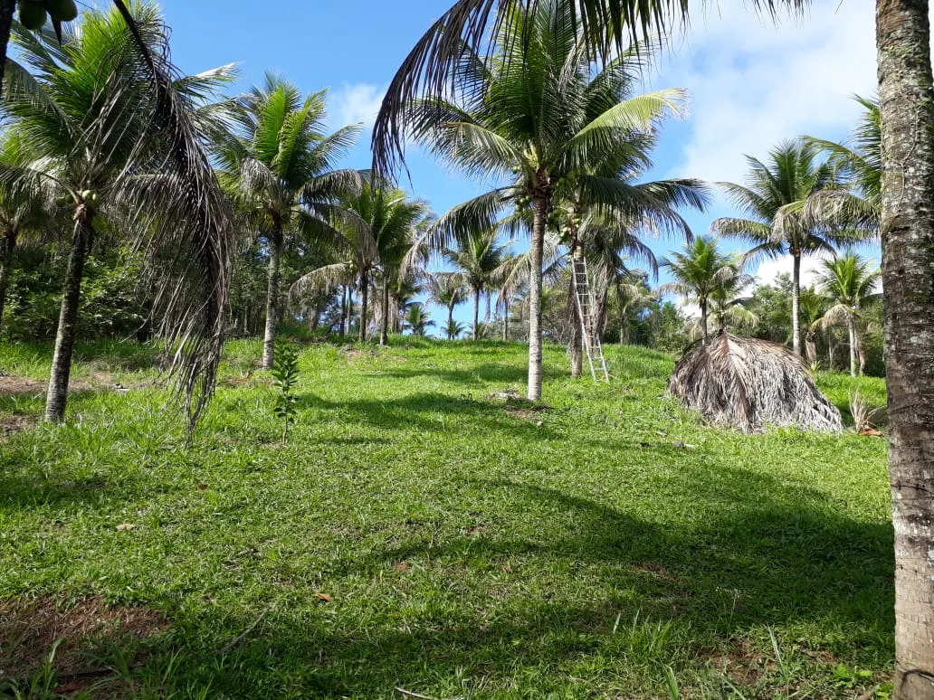 Small farm for sale of 6 acres in Cachoeiras de Macacu, RJ, Brazil
