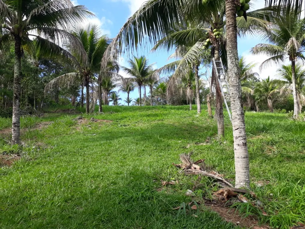 Small farm for sale of 6 acres in Cachoeiras de Macacu, RJ, Brazil