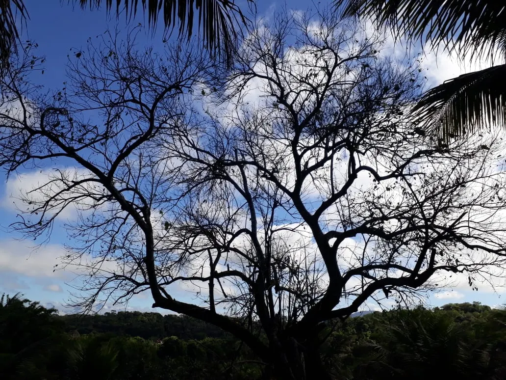 Small farm for sale of 6 acres in Cachoeiras de Macacu, RJ, Brazil
