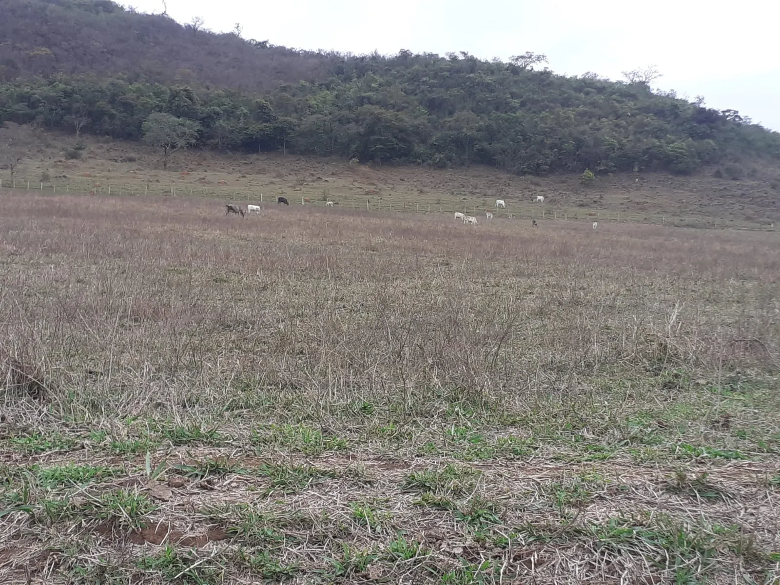 Fazenda à venda de 460 ha em Pouso Alegre, MG, Brasil