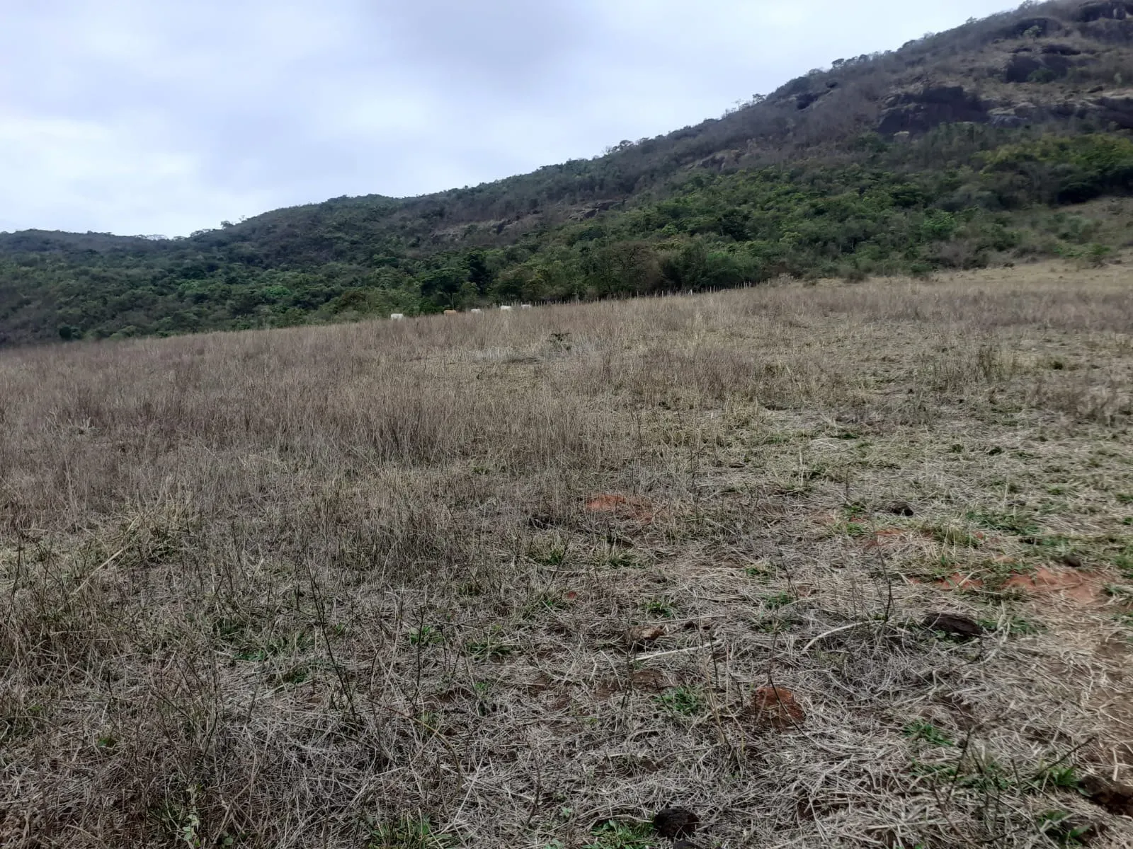 Farm for sale of 1,136 acres in Pouso Alegre, MG, Brazil