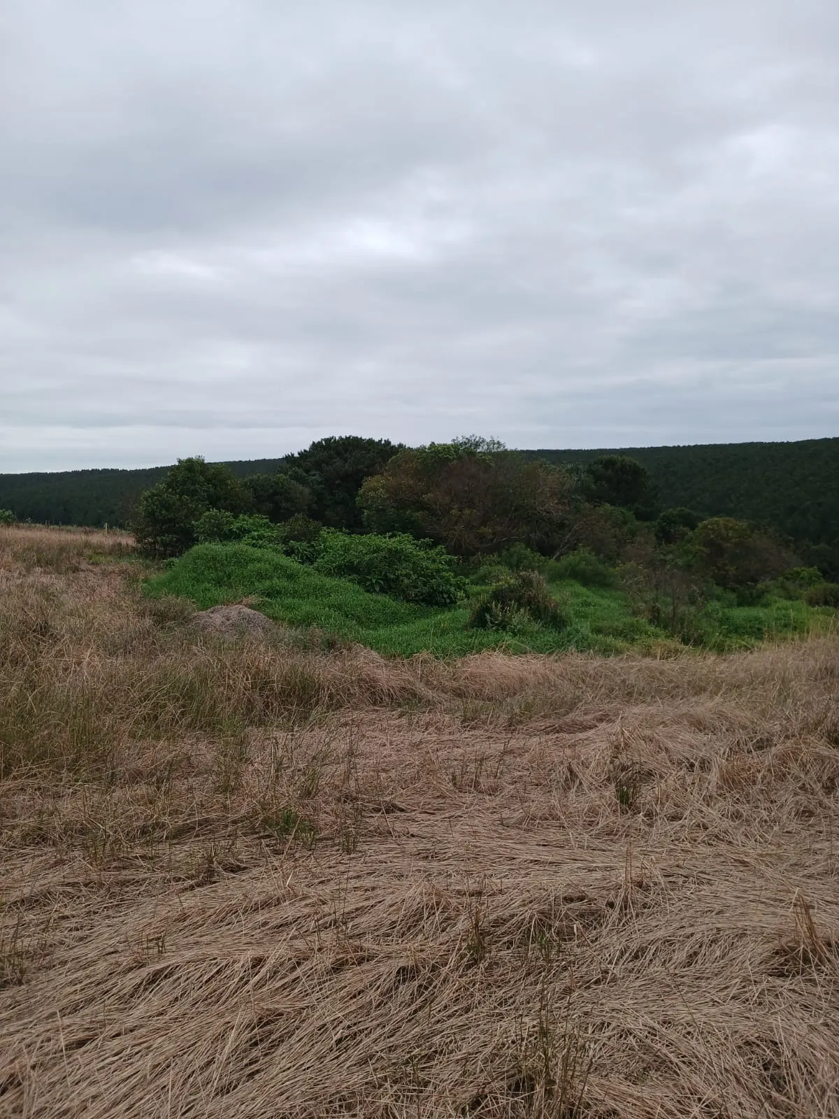 Small farm for sale of 20 acres in Palmeira, PR, Brazil