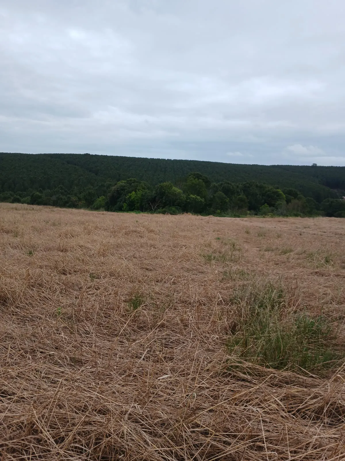 Small farm for sale of 20 acres in Palmeira, PR, Brazil