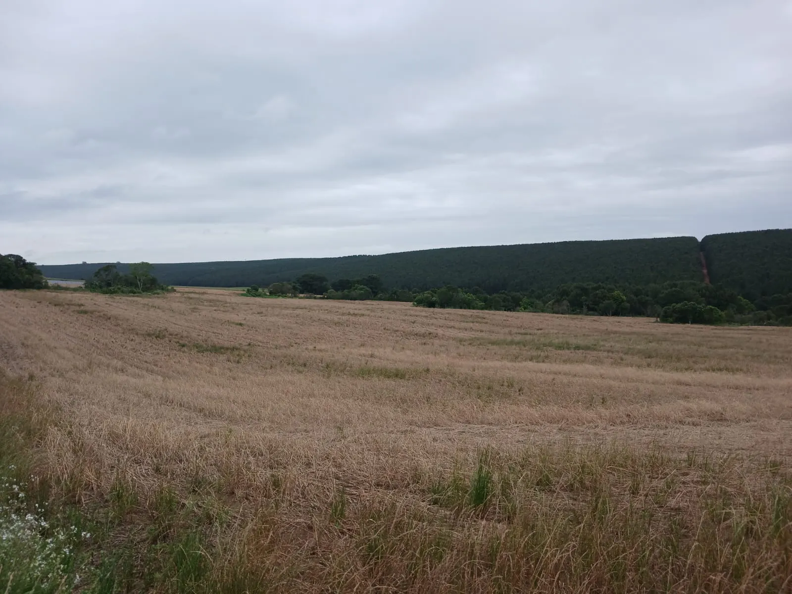 Small farm for sale of 20 acres in Palmeira, PR, Brazil