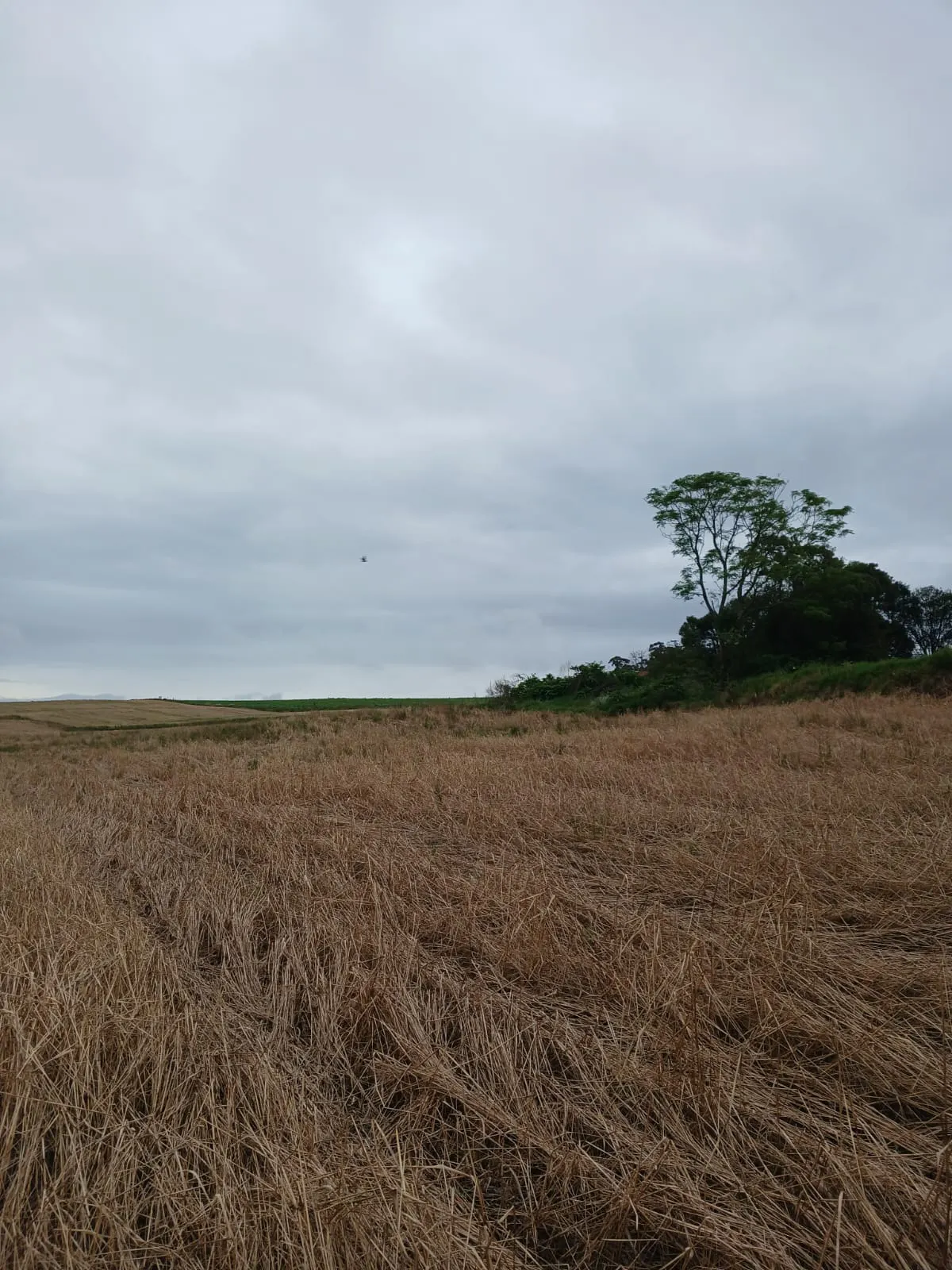 Small farm for sale of 20 acres in Palmeira, PR, Brazil