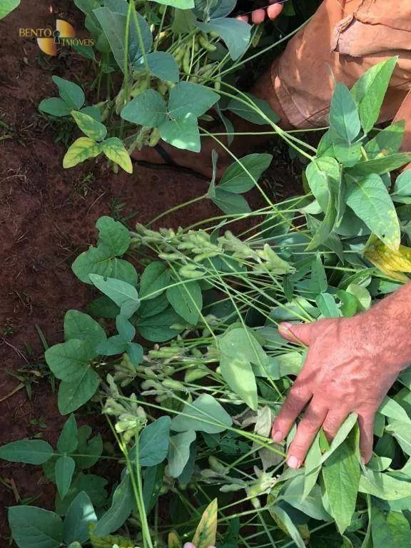 Fazenda à venda de 5.703 ha em Paranatinga, MT, Brasil