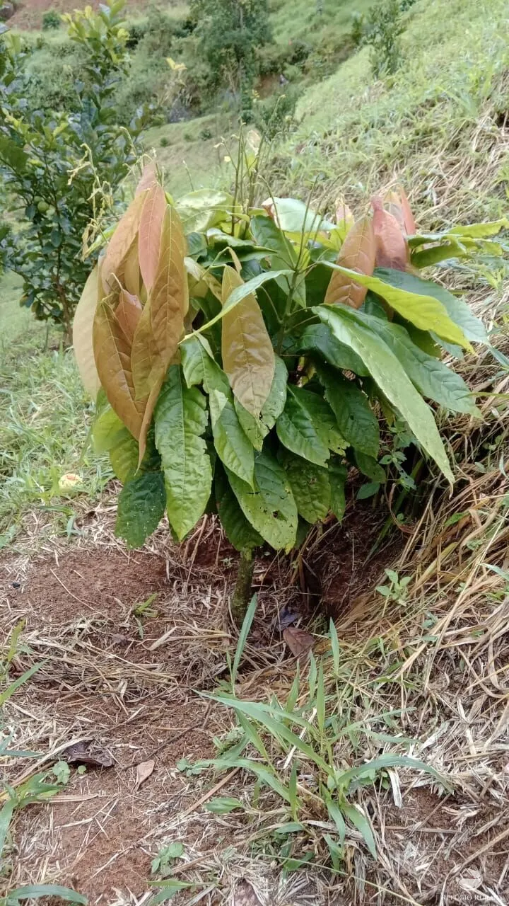 Small farm for sale of 17 acres in São José dos Campos, SP, Brazil