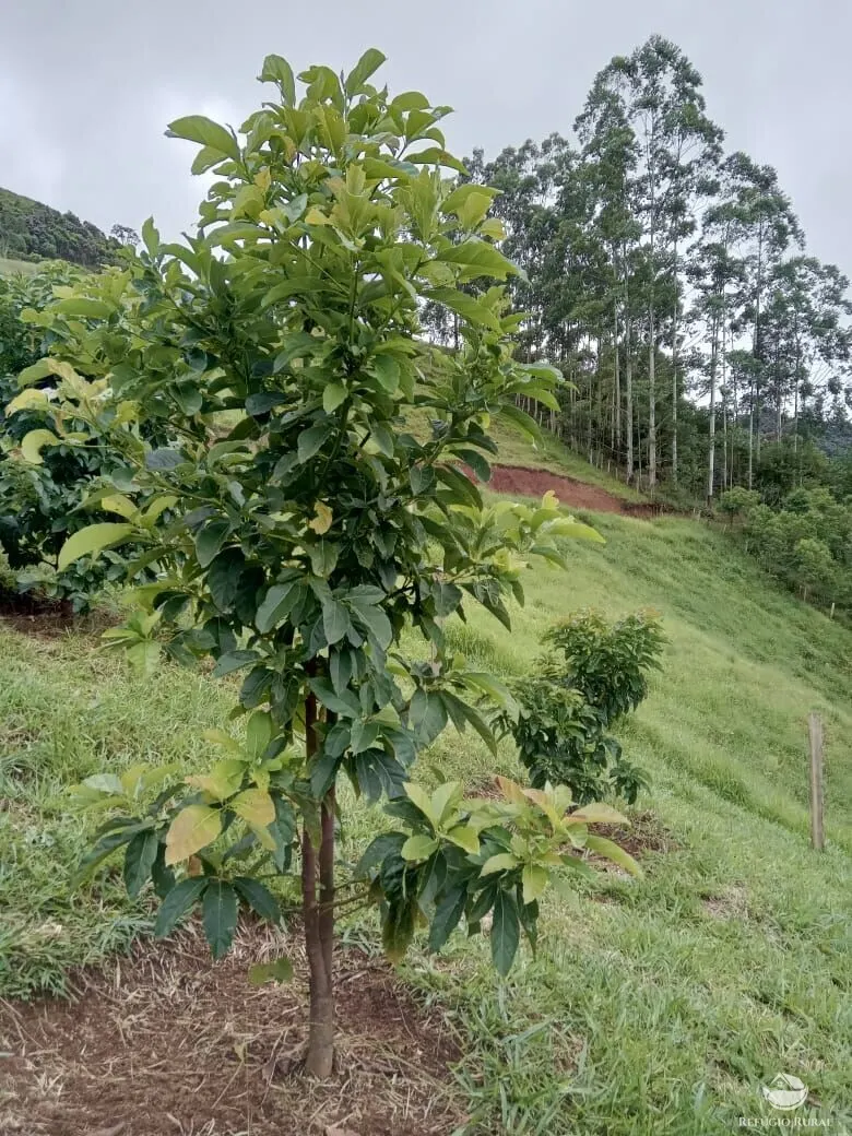 Small farm for sale of 17 acres in São José dos Campos, SP, Brazil