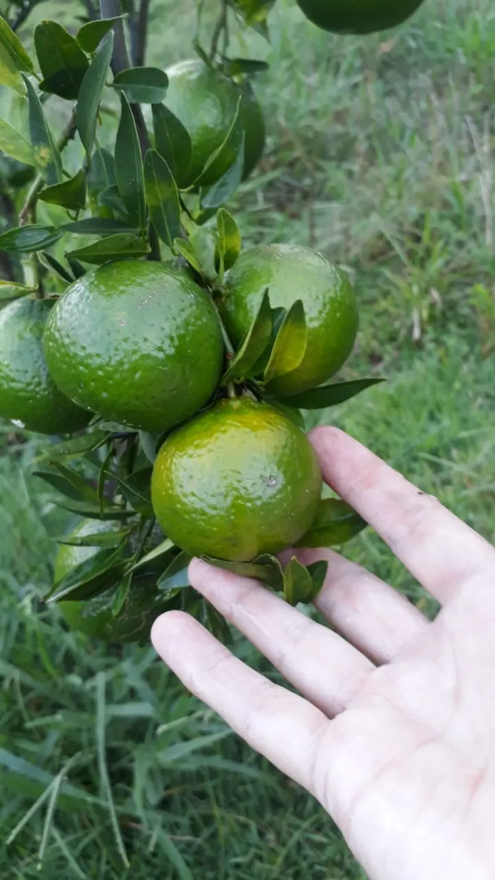 Chácara à venda de 1 ha em Conceição dos Ouros, MG, Brasil
