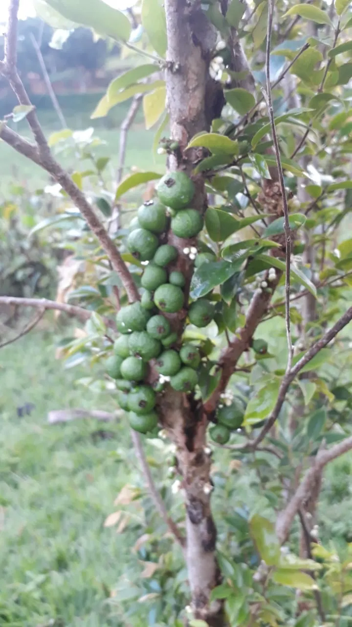 Chácara à venda de 1 ha em Conceição dos Ouros, MG, Brasil