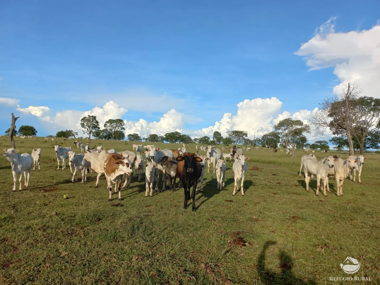 Fazenda à venda de 142 ha em Figueirão, MS, Brasil