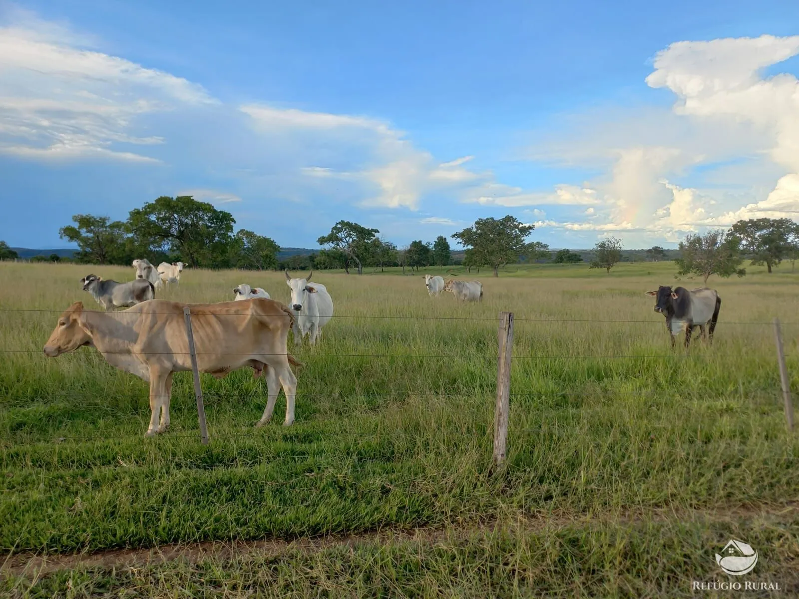 Fazenda à venda de 142 ha em Figueirão, MS, Brasil