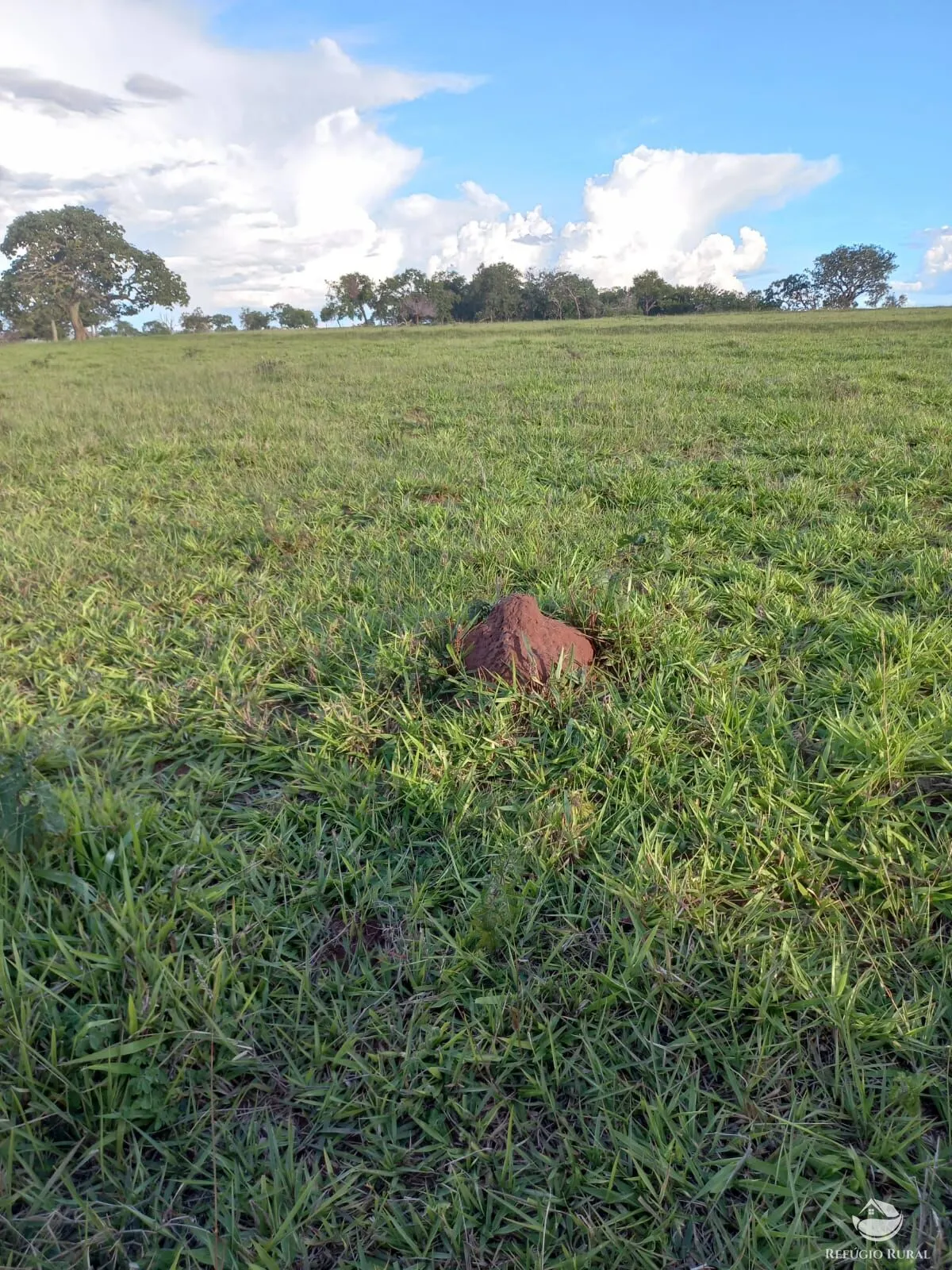Fazenda à venda de 142 ha em Figueirão, MS, Brasil