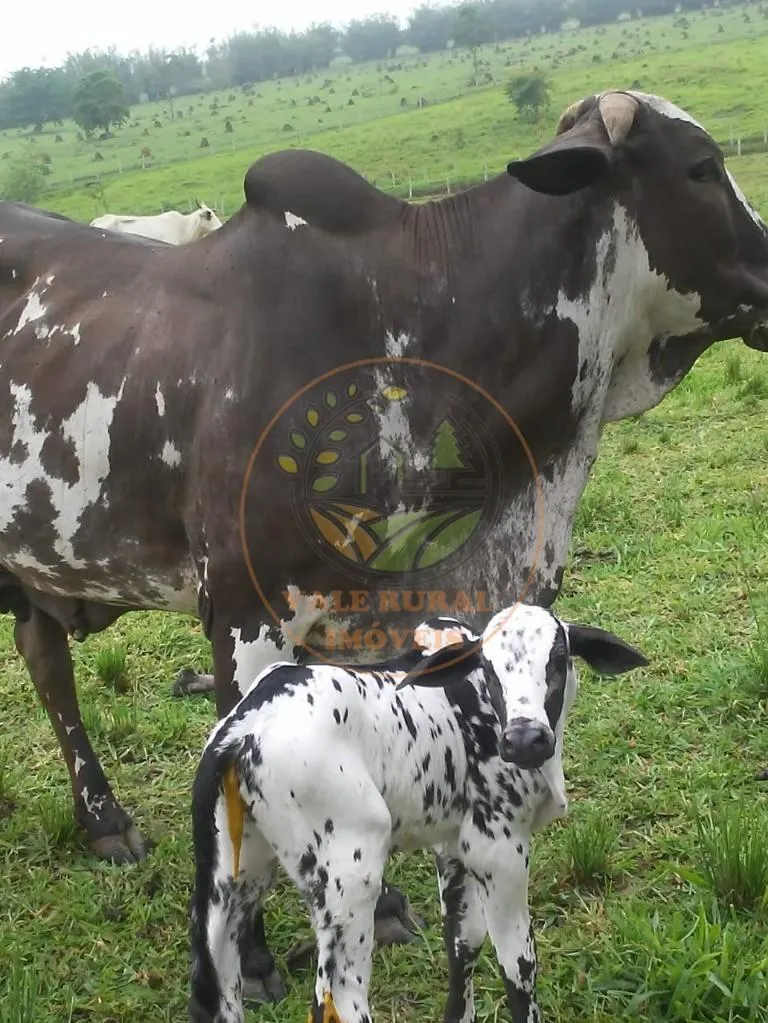 Fazenda à venda de 88 ha em Jambeiro, SP, Brasil