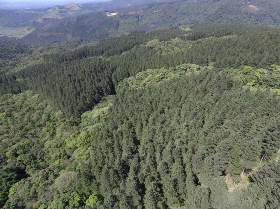 Farm for sale of 1,292 acres in Grão Pará, SC, Brazil