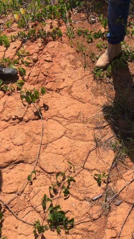Fazenda à venda de 5.995 ha em Sinop, MT, Brasil