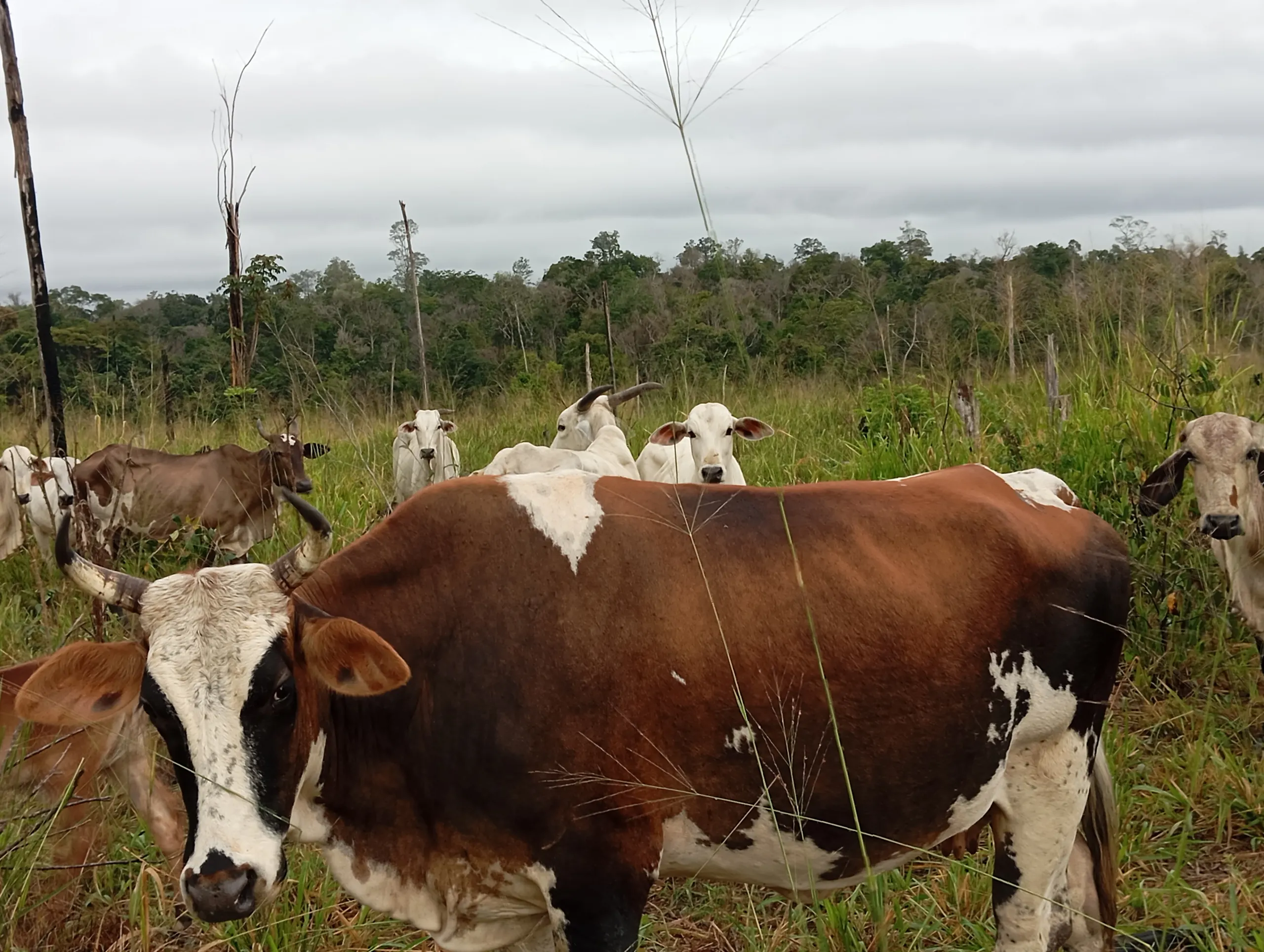 Fazenda à venda de 190 ha em Pacajá, PA, Brasil