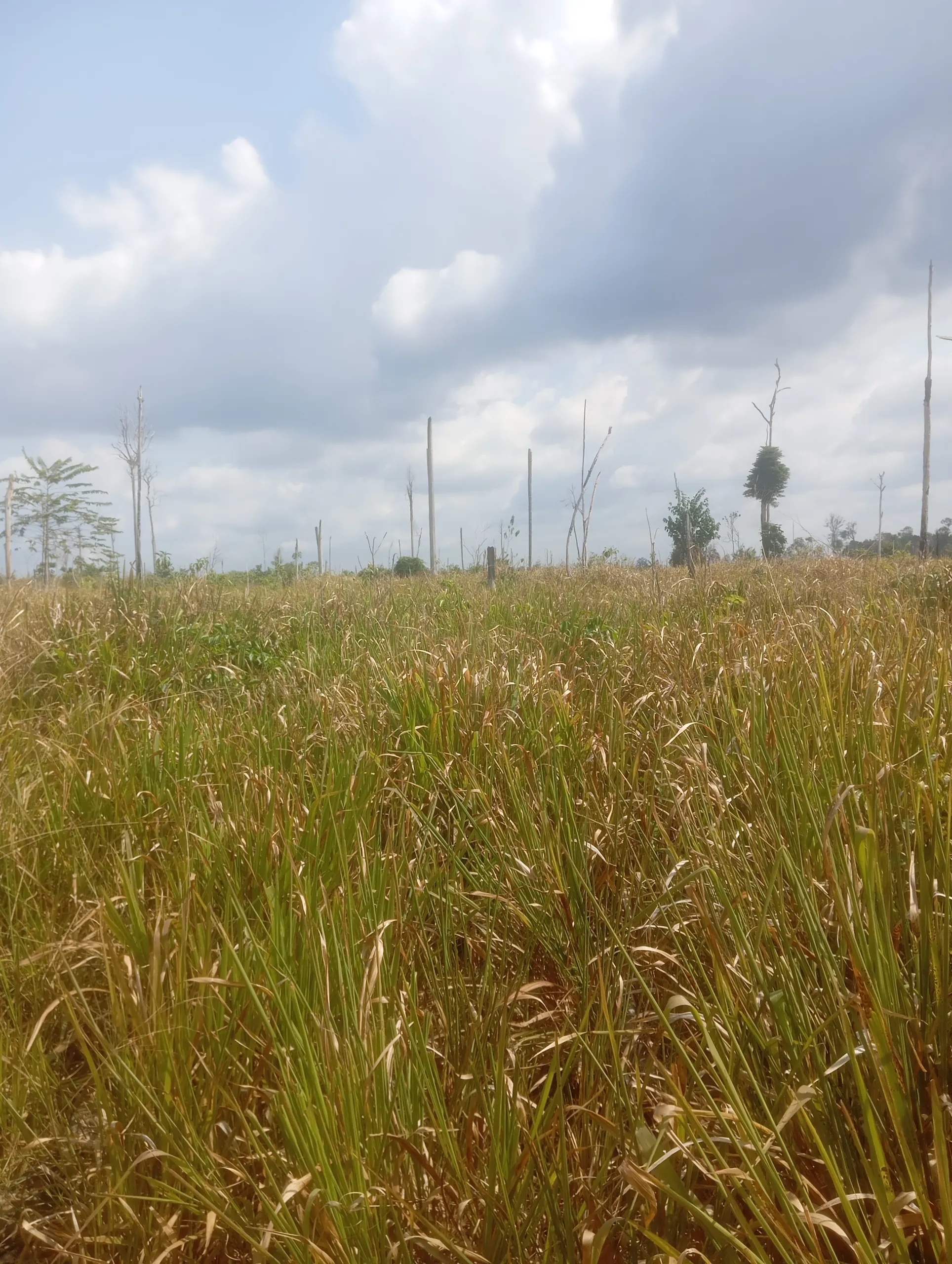 Fazenda à venda de 190 ha em Pacajá, PA, Brasil