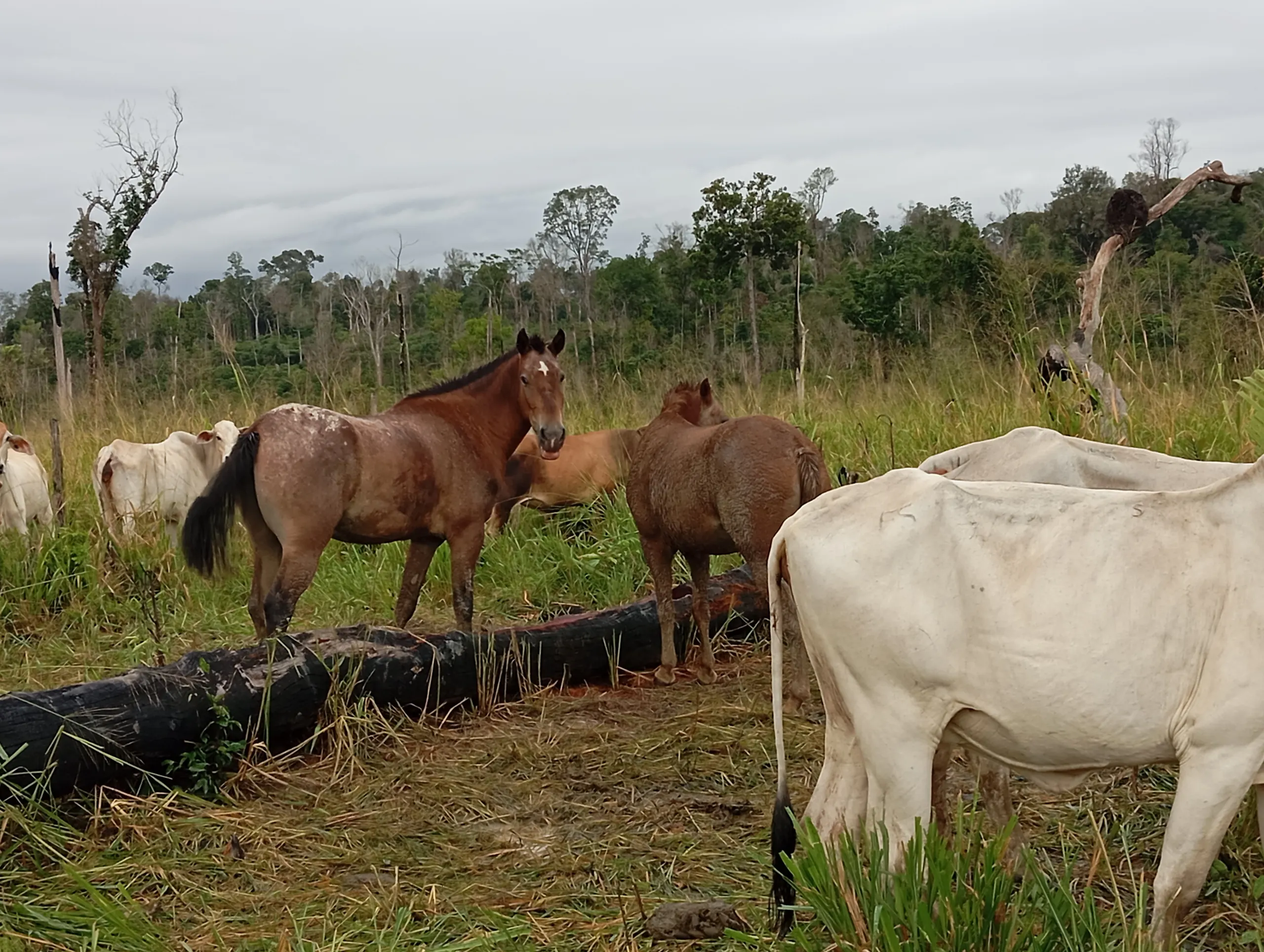 Fazenda à venda de 190 ha em Pacajá, PA, Brasil