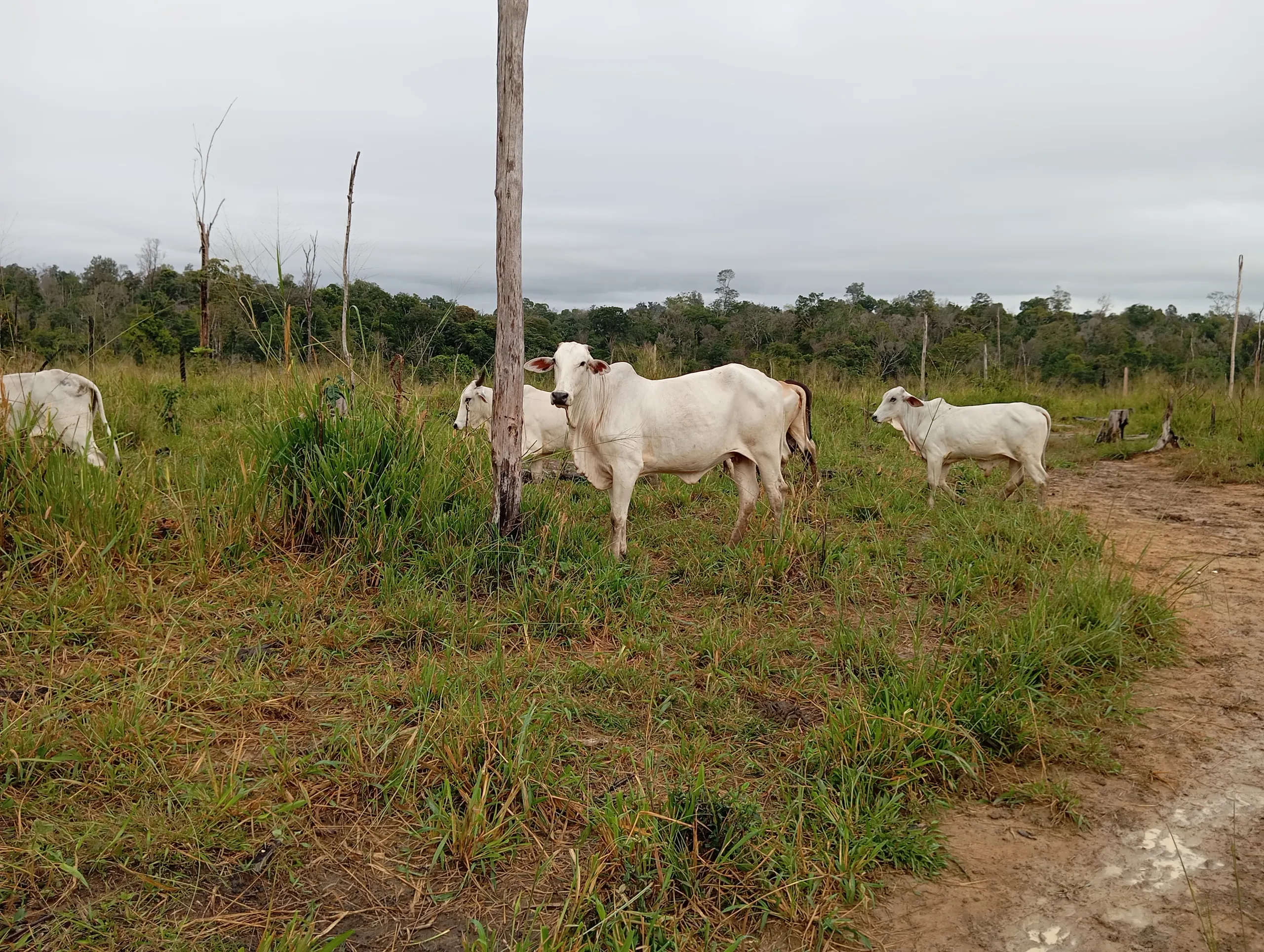 Fazenda à venda de 190 ha em Pacajá, PA, Brasil