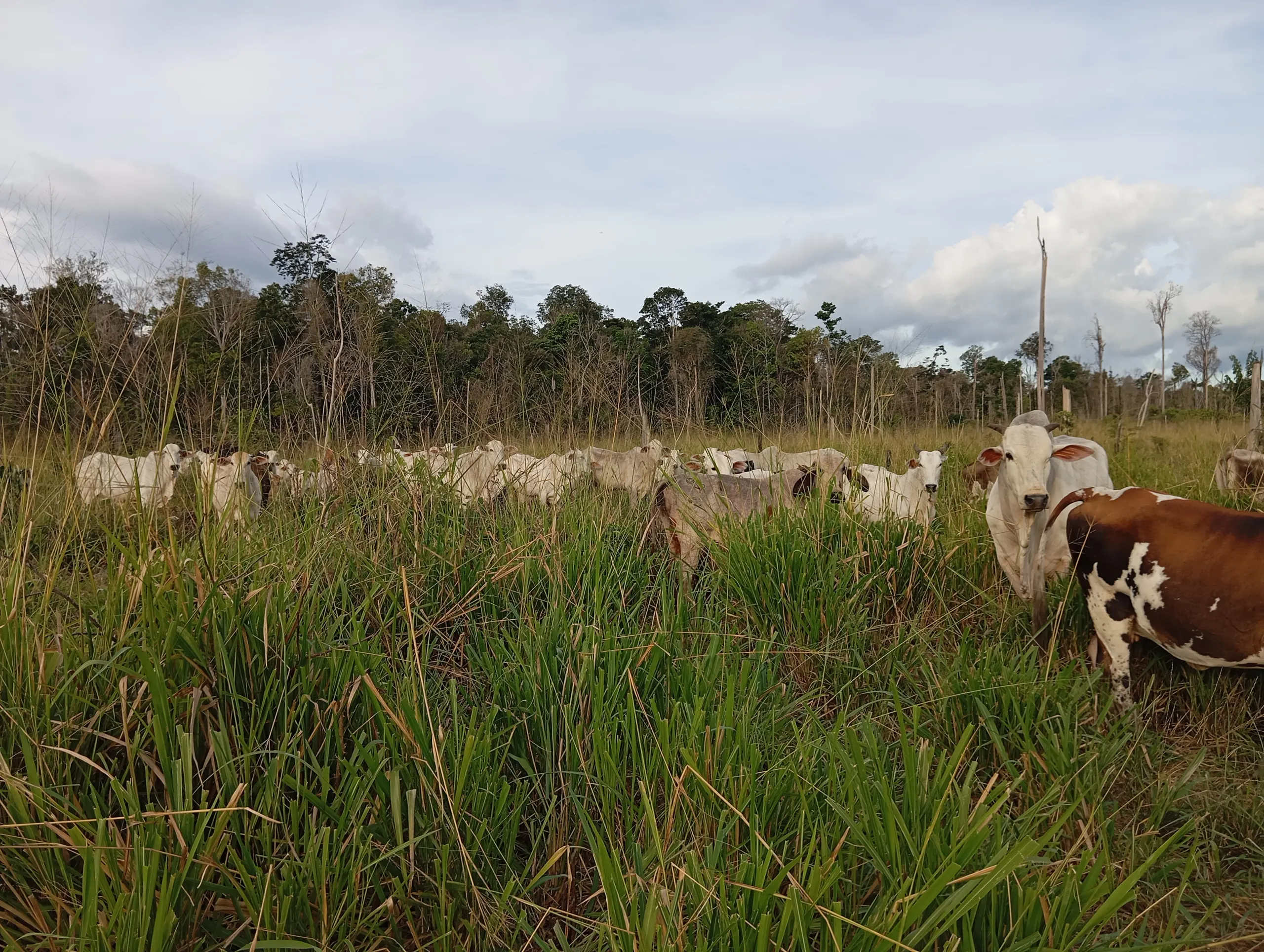 Fazenda à venda de 190 ha em Pacajá, PA, Brasil