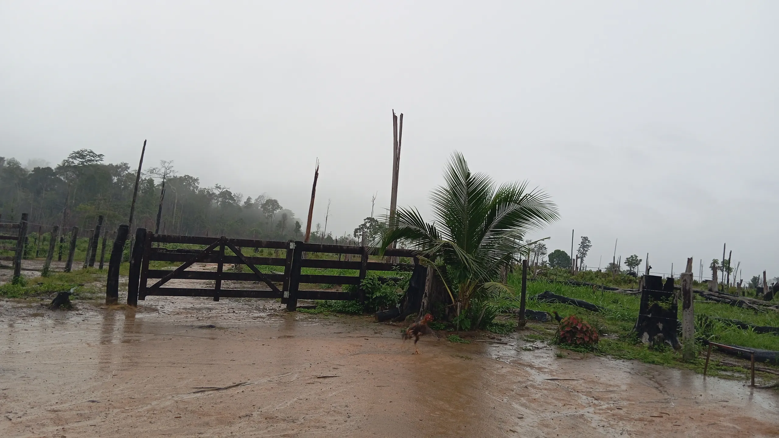 Fazenda à venda de 190 ha em Pacajá, PA, Brasil
