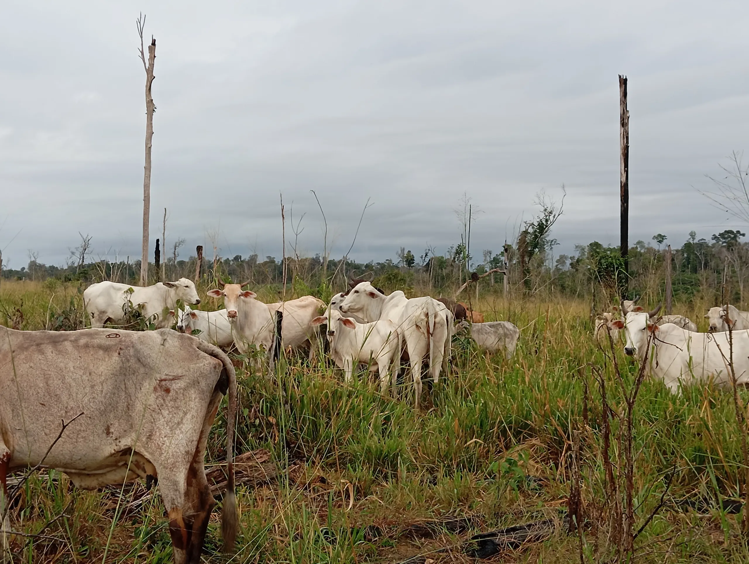 Fazenda à venda de 190 ha em Pacajá, PA, Brasil
