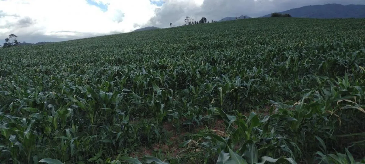 Fazenda à venda de 100 ha em Roseira, SP, Brasil