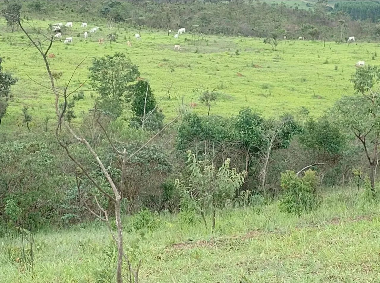 Fazenda à venda de 60 ha em Brasília, DF, Brasil