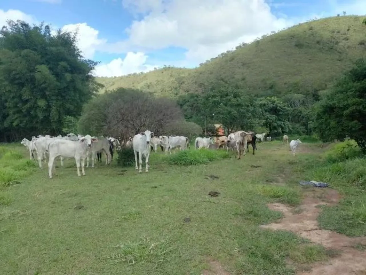 Fazenda à venda de 60 ha em Brasília, DF, Brasil