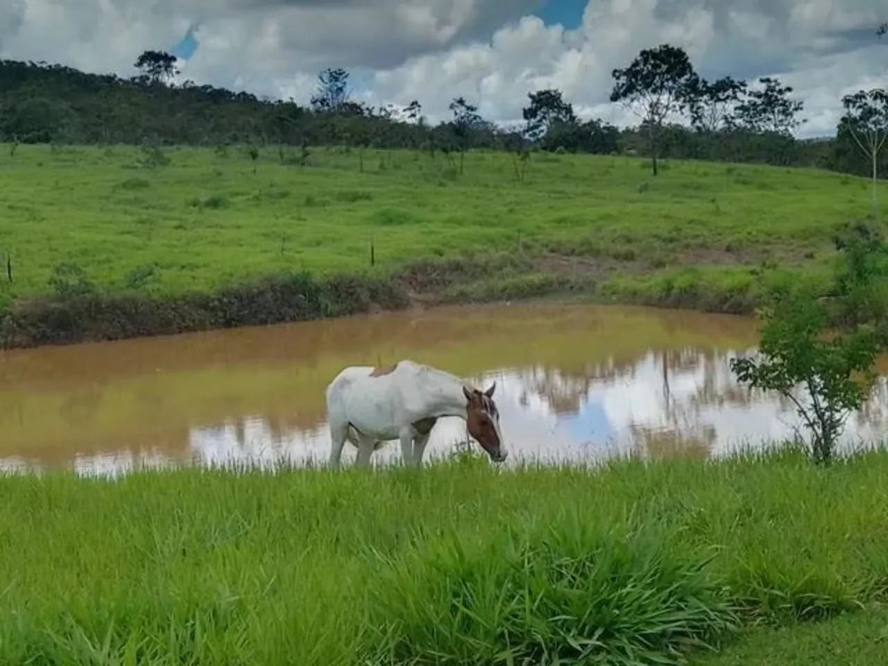 Fazenda à venda de 60 ha em Brasília, DF, Brasil