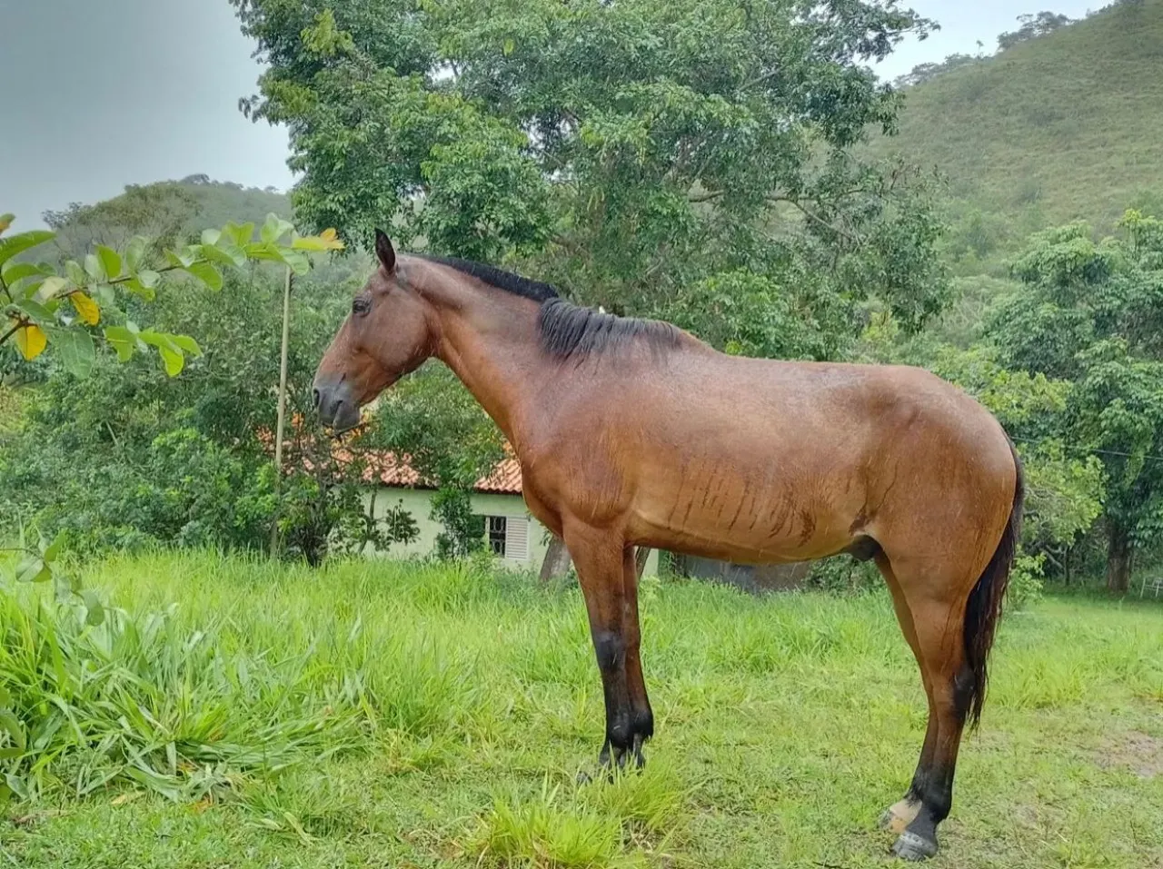 Fazenda à venda de 60 ha em Brasília, DF, Brasil