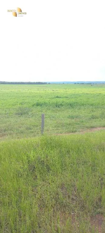 Fazenda à venda de 1.580 ha em Santa Rita do Trivelato, MT, Brasil
