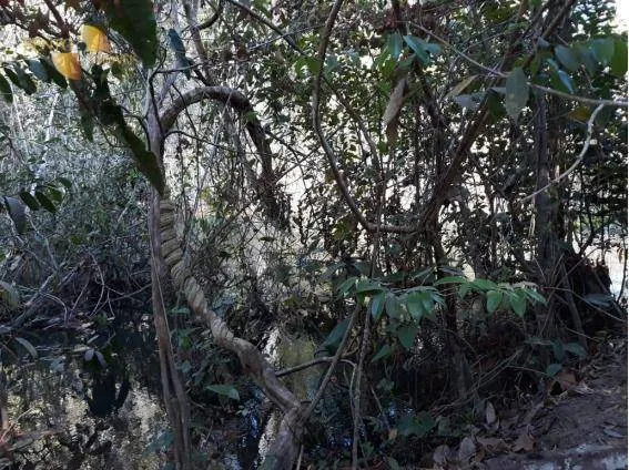 Fazenda à venda de 407 ha em Gaúcha do Norte, MT, Brasil