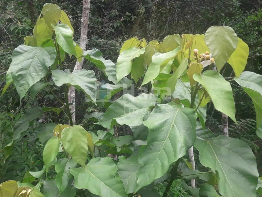 Country home for sale of 2,947 m² in Itajaí, SC, Brazil