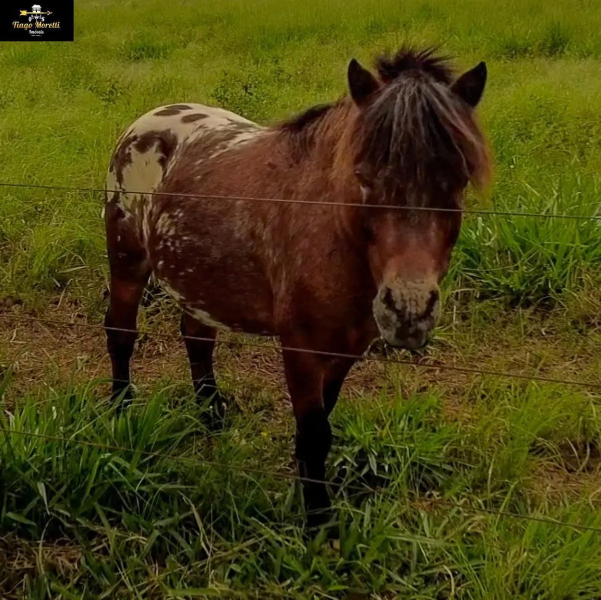 Fazenda à venda de 125 ha em Tatuí, SP, Brasil