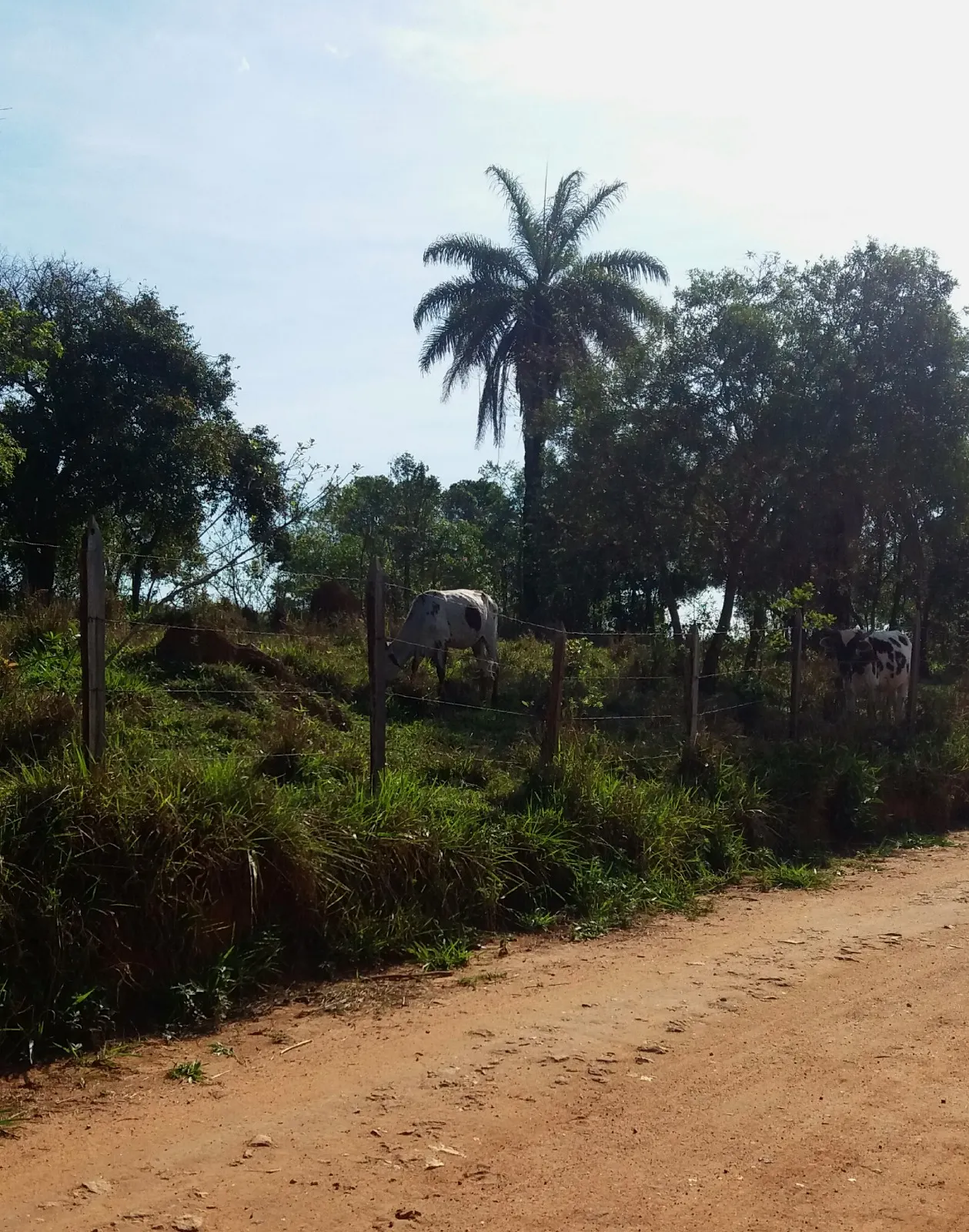 Sítio à venda de 27 ha em Queluzito, MG, Brasil