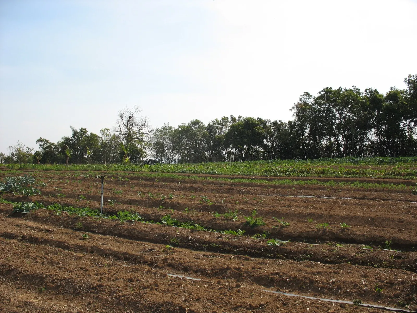Sítio à venda de 27 ha em Queluzito, MG, Brasil