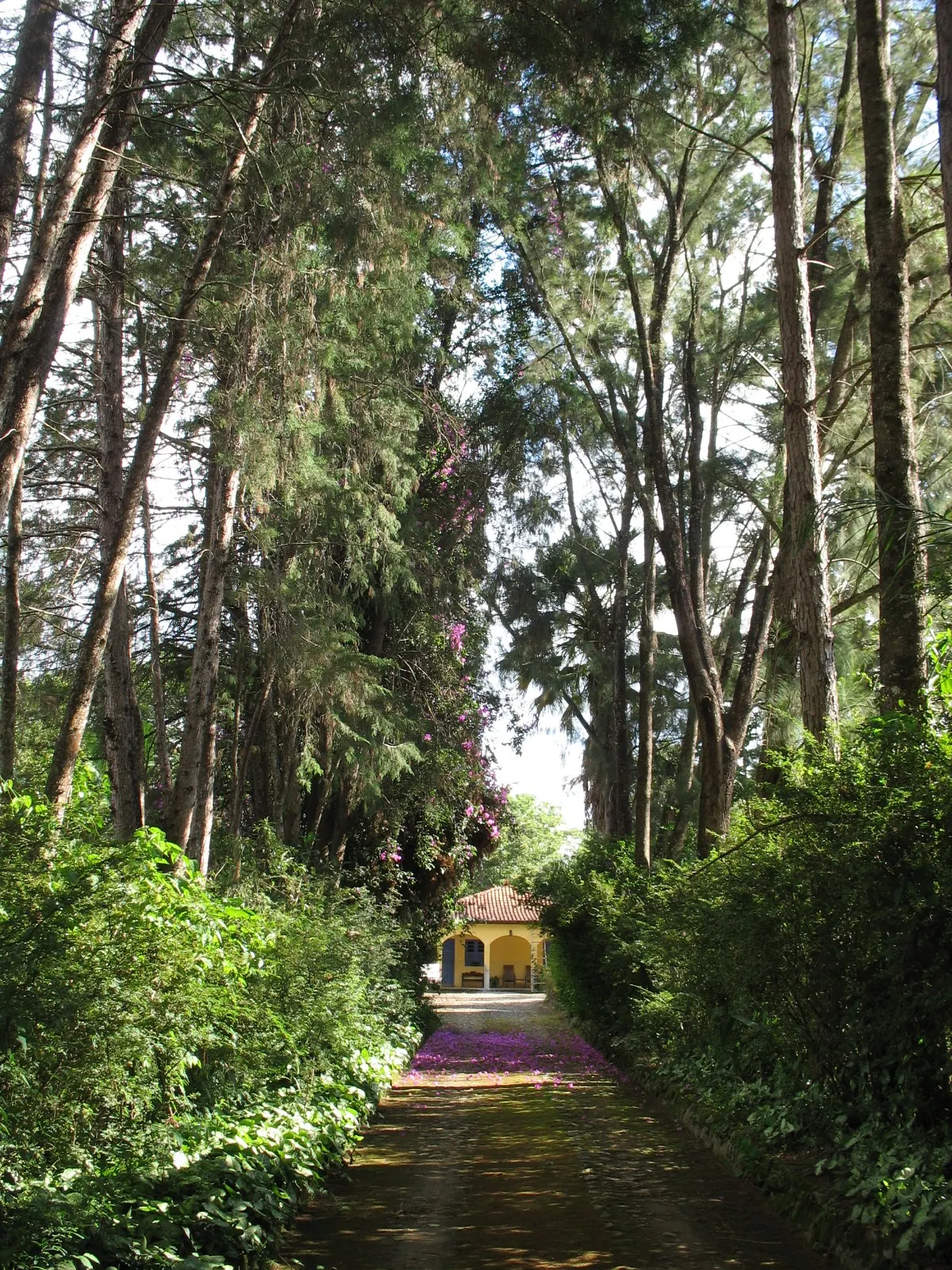 Sítio à venda de 27 ha em Queluzito, MG, Brasil