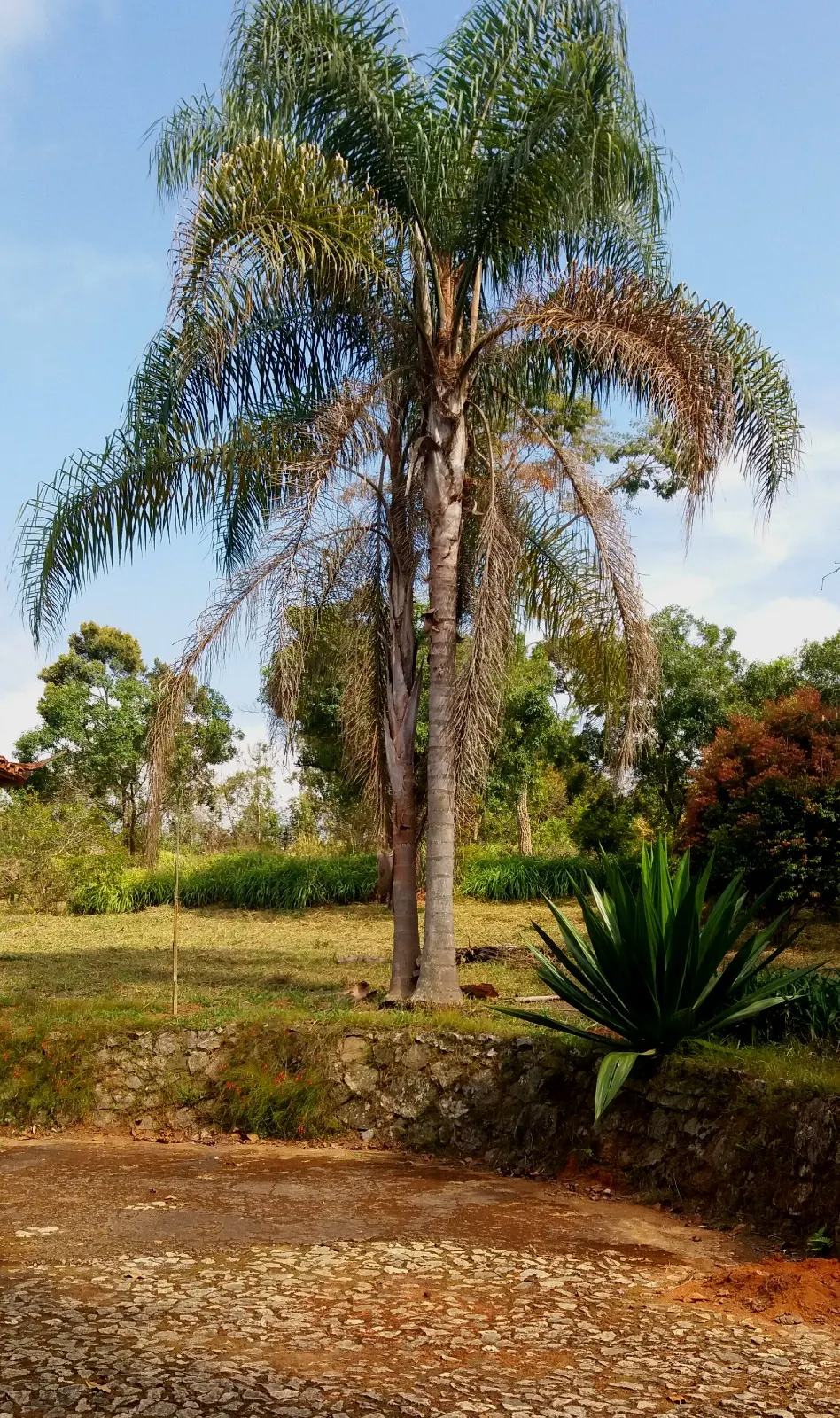 Sítio à venda de 27 ha em Queluzito, MG, Brasil