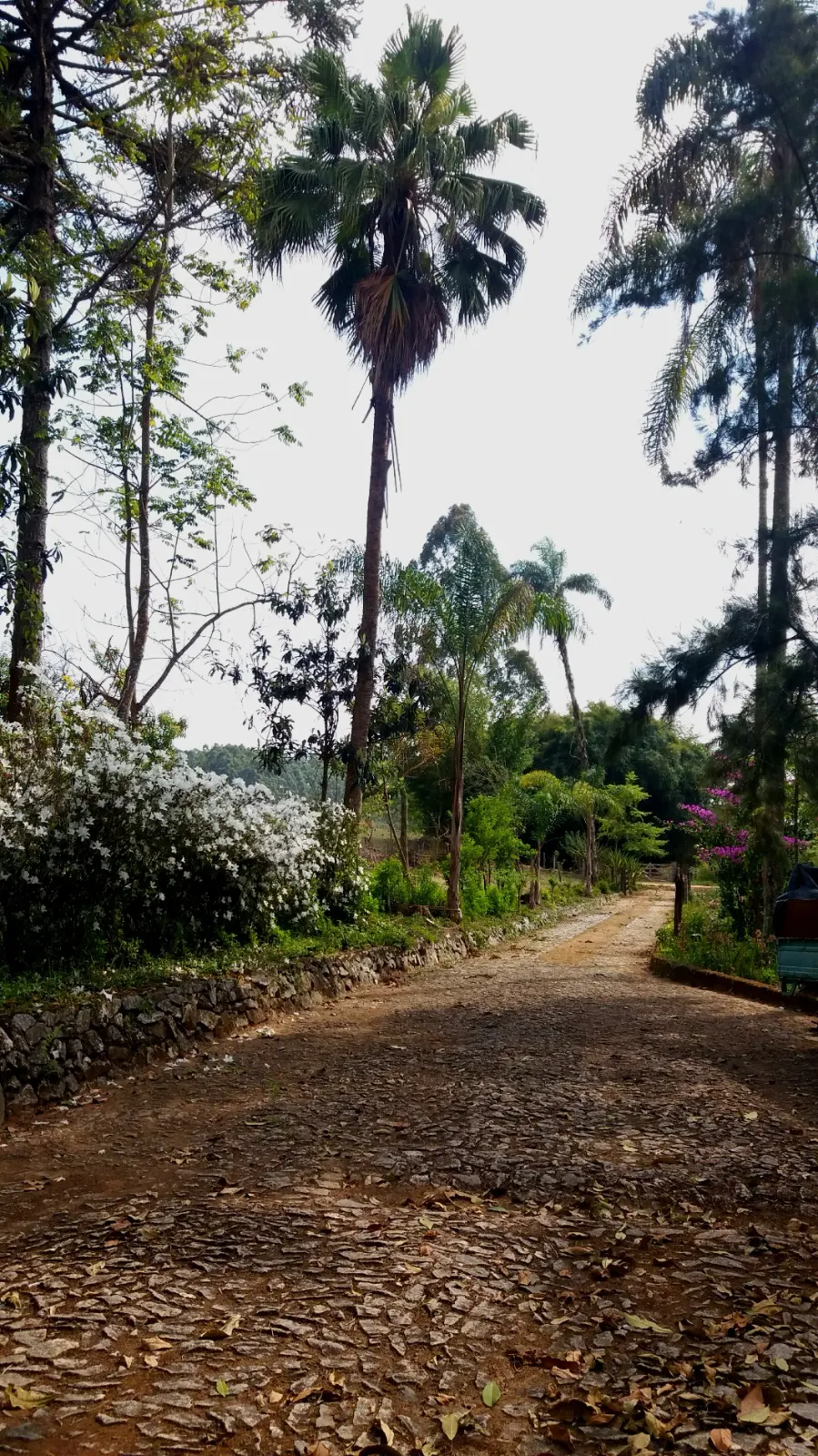 Sítio à venda de 27 ha em Queluzito, MG, Brasil
