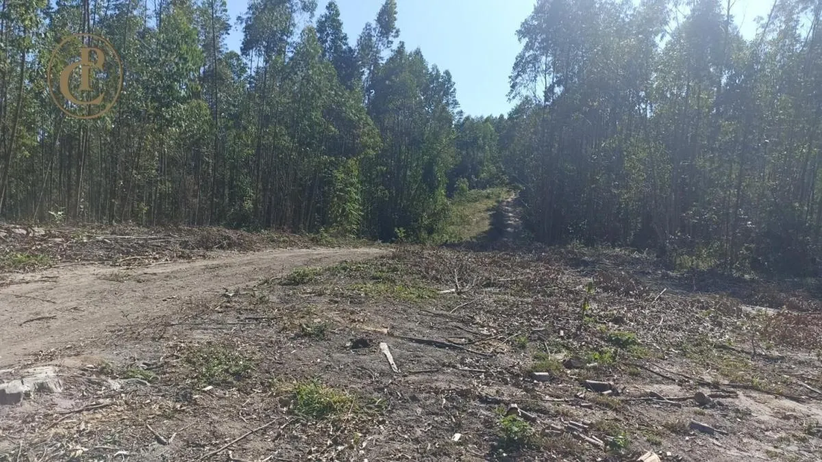 Fazenda à venda de 300 ha em Salesópolis, SP, Brasil