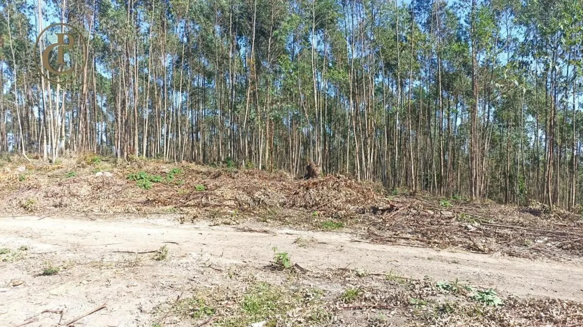 Fazenda à venda de 300 ha em Salesópolis, SP, Brasil