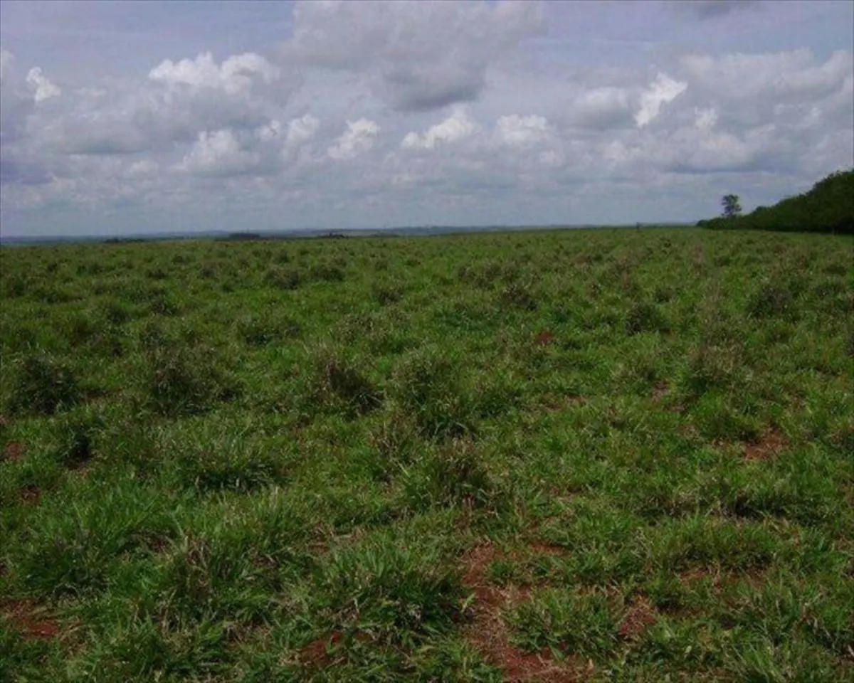 Fazenda à venda de 530 ha em Taquarituba, SP, Brasil
