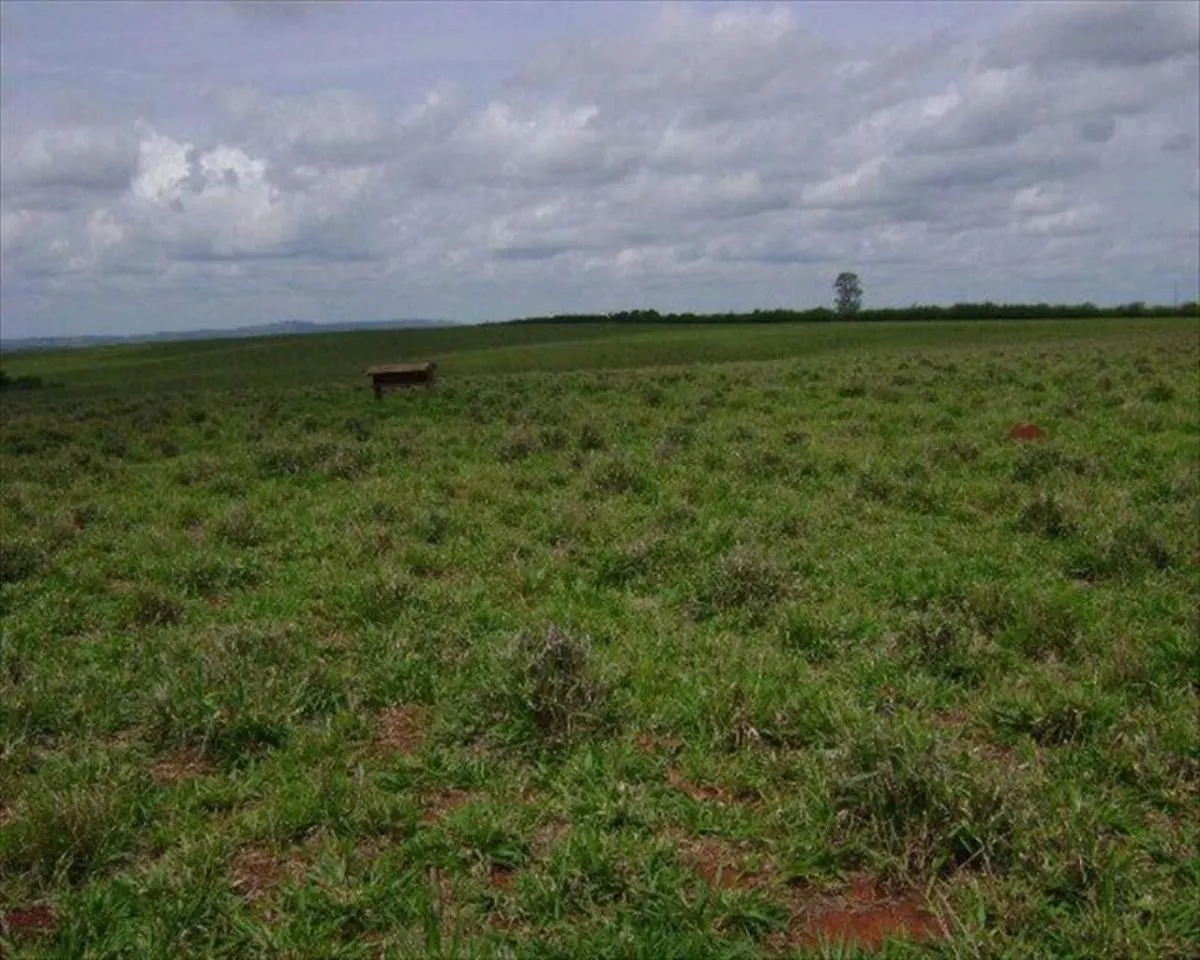 Fazenda à venda de 530 ha em Taquarituba, SP, Brasil