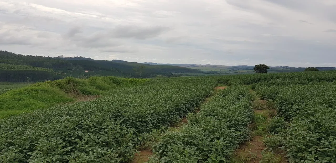 Fazenda à venda de 515 ha em Itapeva, SP, Brasil