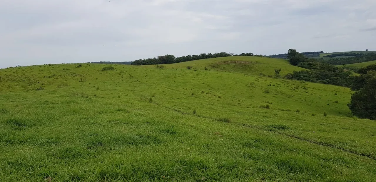 Fazenda à venda de 515 ha em Itapeva, SP, Brasil