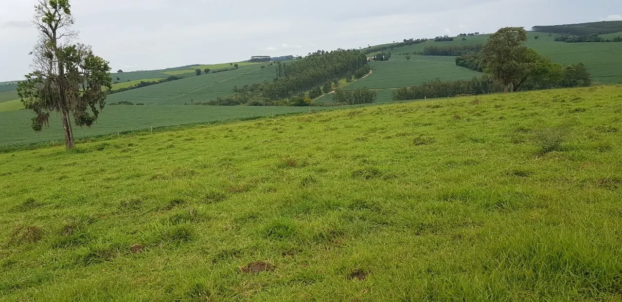 Fazenda à venda de 515 ha em Itapeva, SP, Brasil