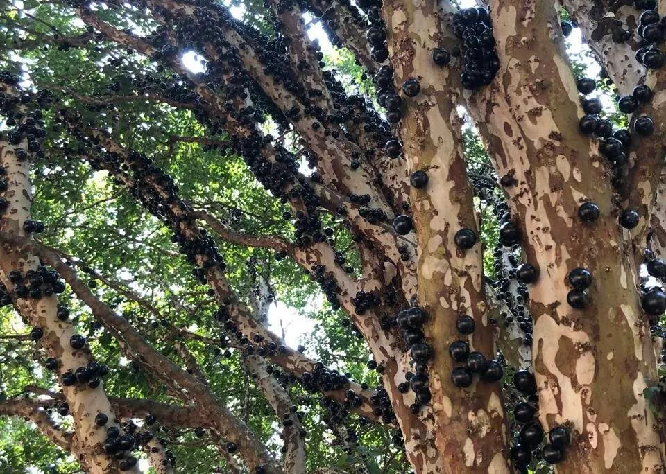 Chácara à venda de 4.425 m² em Piraju, SP, Brasil