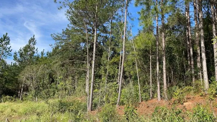 Chácara à venda de 1.900 m² em Parobé, RS, Brasil